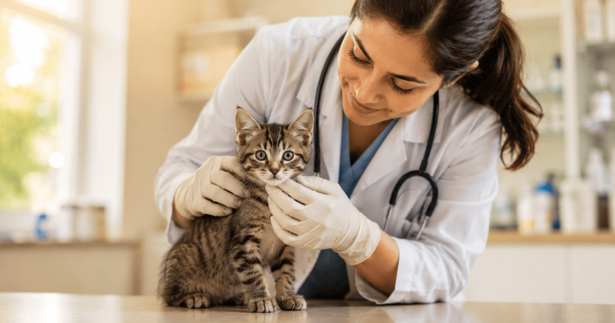 Kitten Vaccine Schedule: Complete Timeline for New Cat Owners (2026)